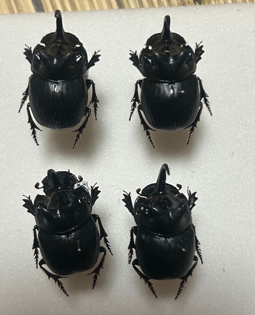 14mm♂】緑シカツノエンマコガネ フンチュウ糞虫昆虫標本の通販はau