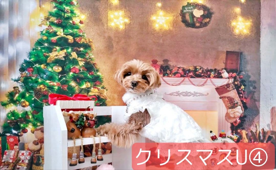 背景布 お正月H② ペット撮影用フォトブース トリミングチョーカー販売