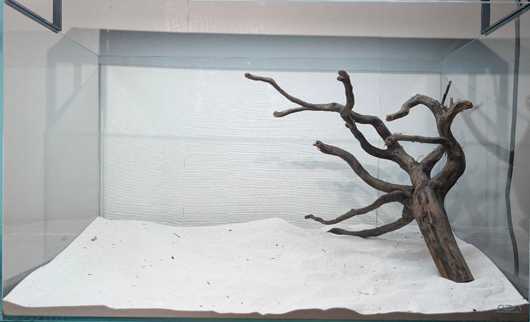 ブラックスマトラブランチ【BSB265】アクアリウム まとめ買い対応可