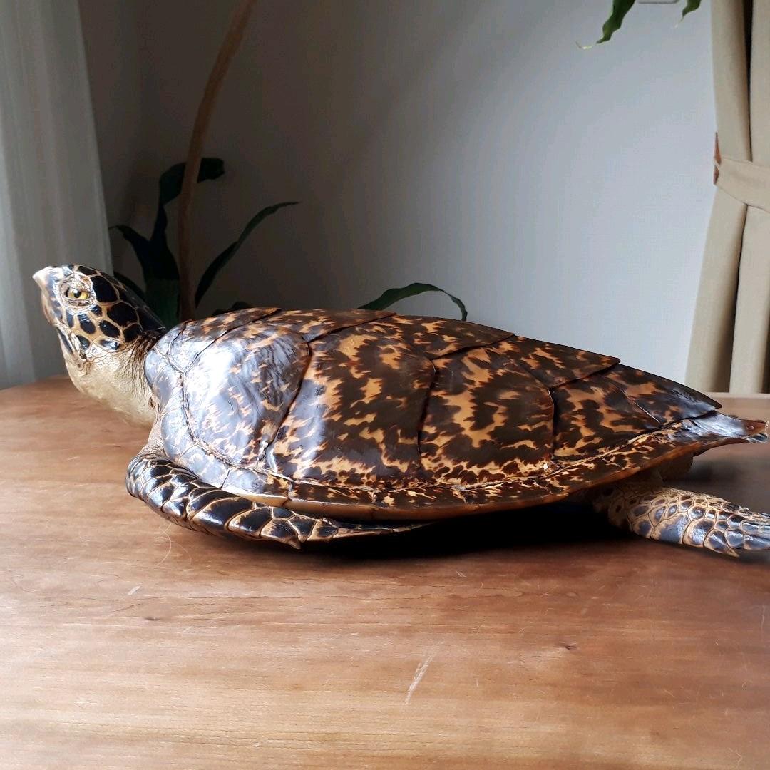 1950年代ヴィンテージ手描きの瞳やまつ毛が美しく存在感がある眠り猫