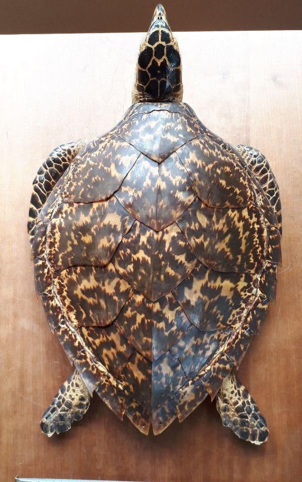 最終価格です タイマイ 購入 亀 鼈甲 べっこう ウミガメ 剥製 最終価格