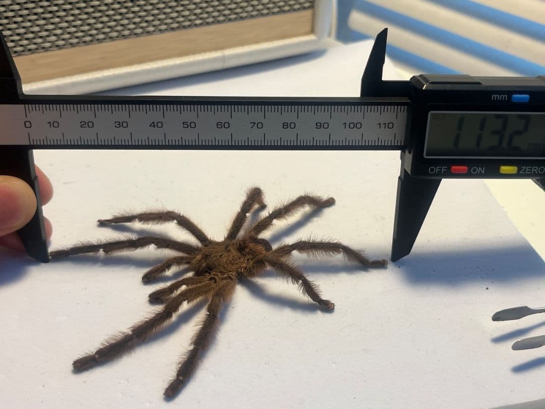 標本】オリベイラフェイスハガータランチュラ 奇蟲ムカデセンチピード