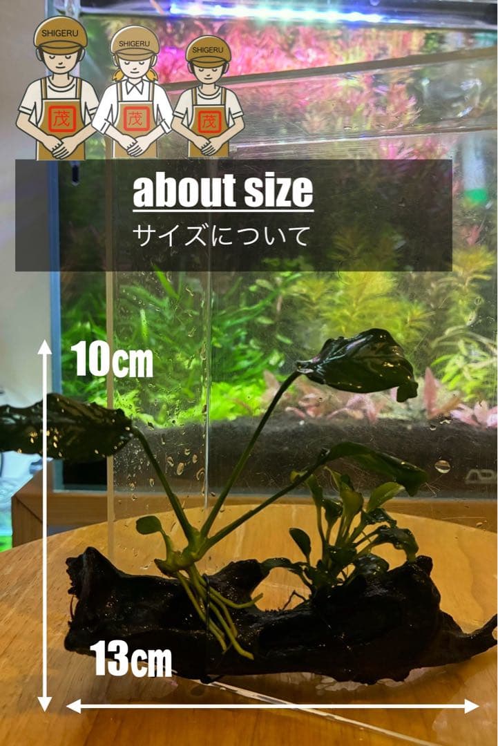 水草茂「鶴薗順様オーダー用」