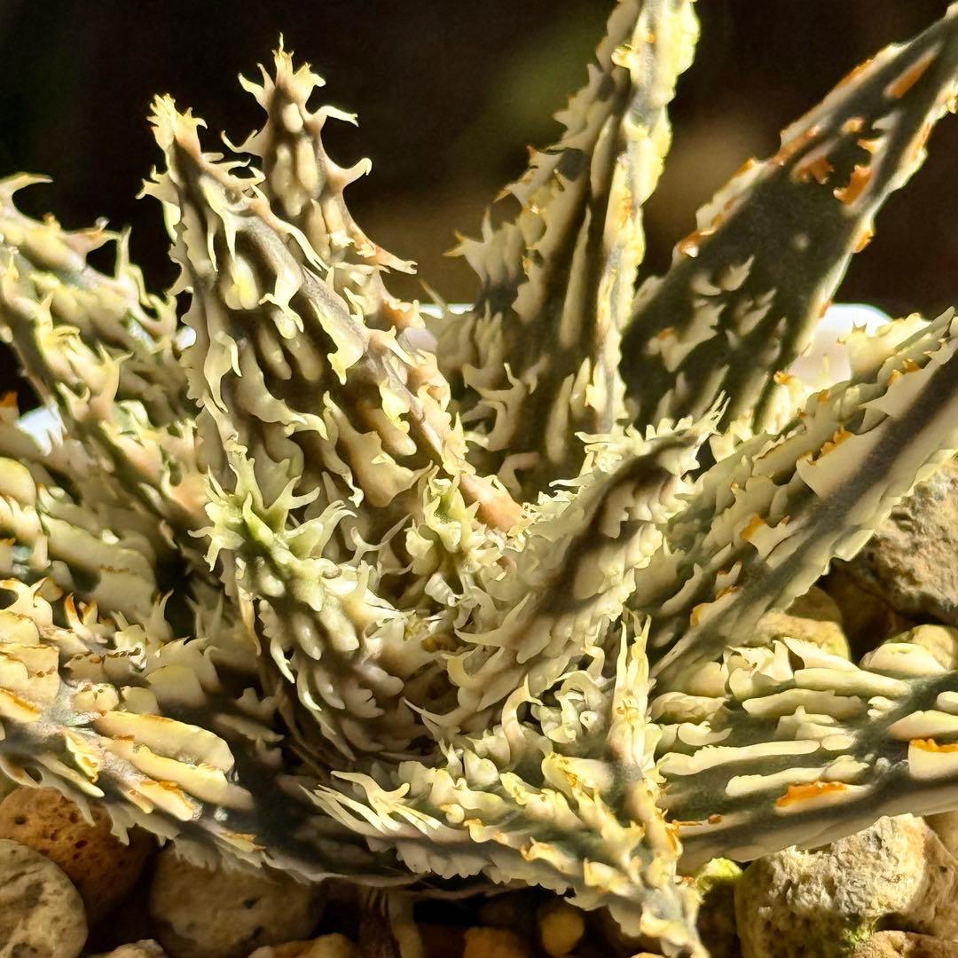 mace様 リクエスト 3点 まとめ商品