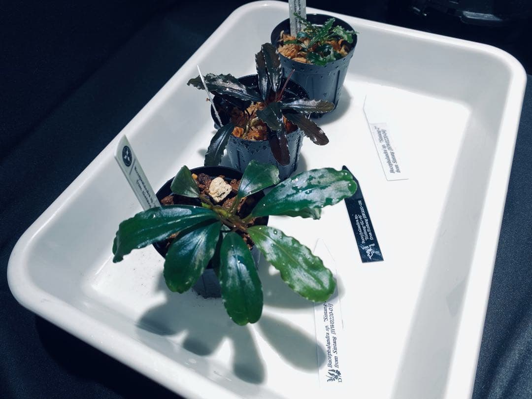 HW便】ブセファランドラセット② - メルカリ