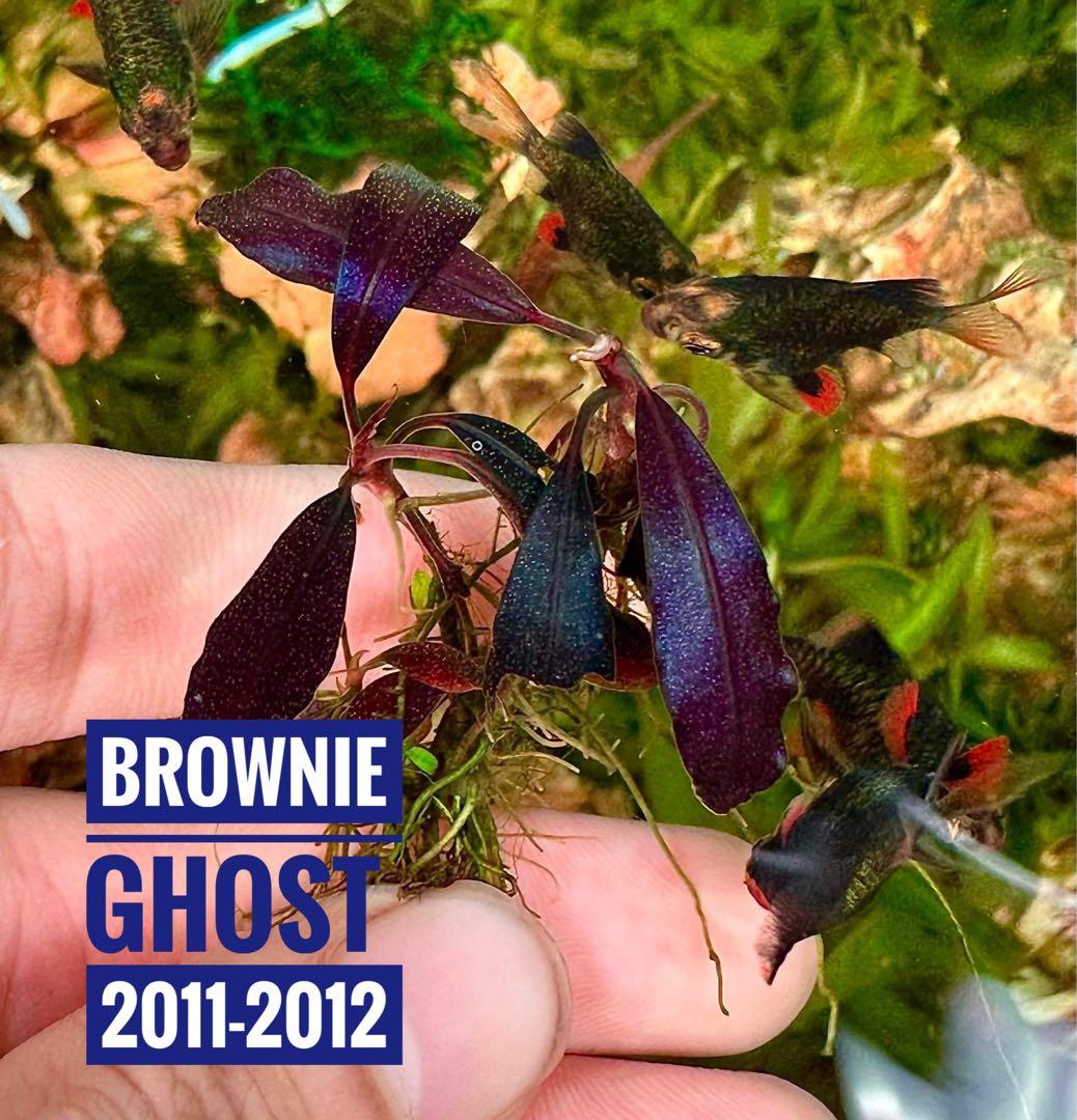 ブセファランドラsp. ブラウニーゴースト2011ー201