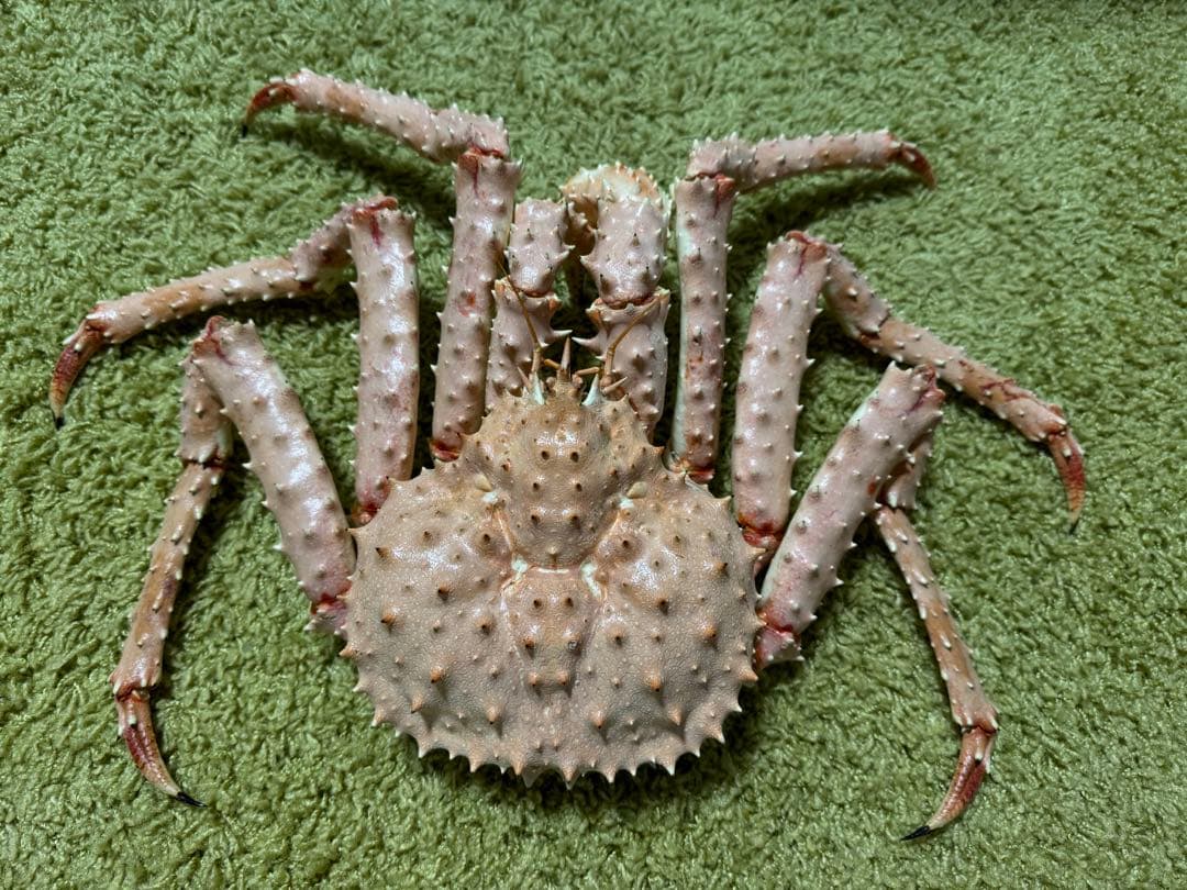 ペルー産特大フンボルトヒナカブト45mm39mm ペア