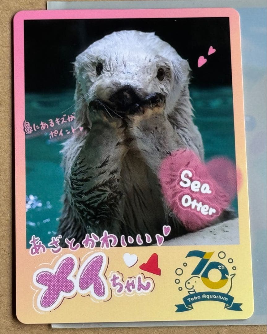 鳥羽水族館 TOBA AQUARIUMコレクションカード メイちゃん キラちゃん