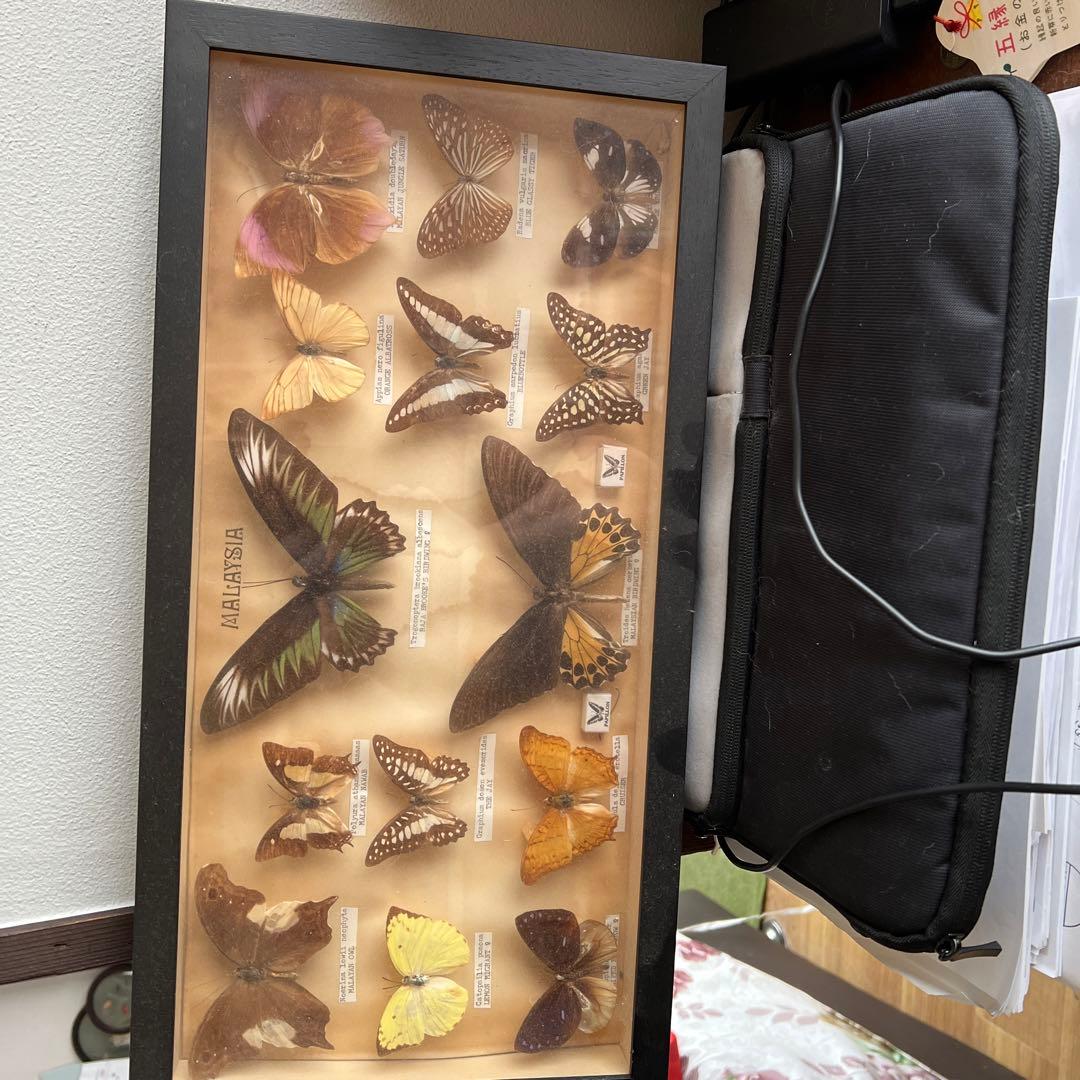 マレーシア蝶標本 蝶 標本 希少 蝶 昆虫 標本 希少 モルフォ