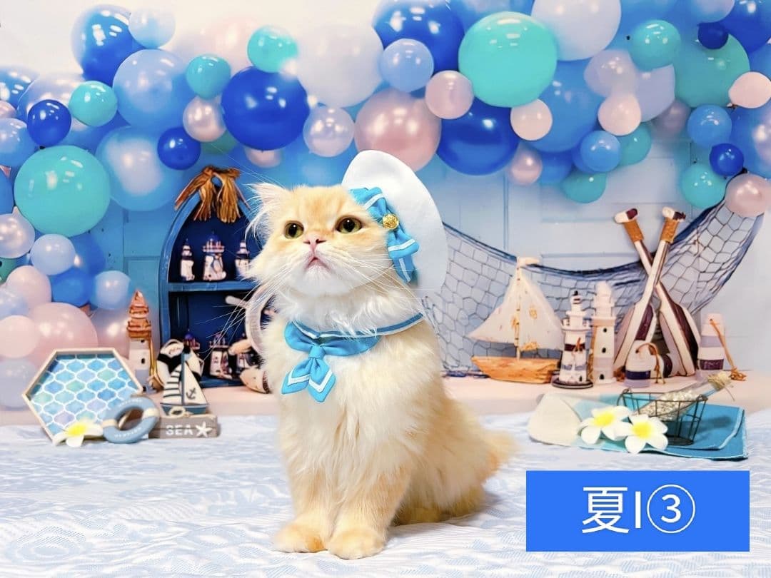 背景布【 スタジオ風 】 サンプル ニューボーンフォト、ペット、ドール