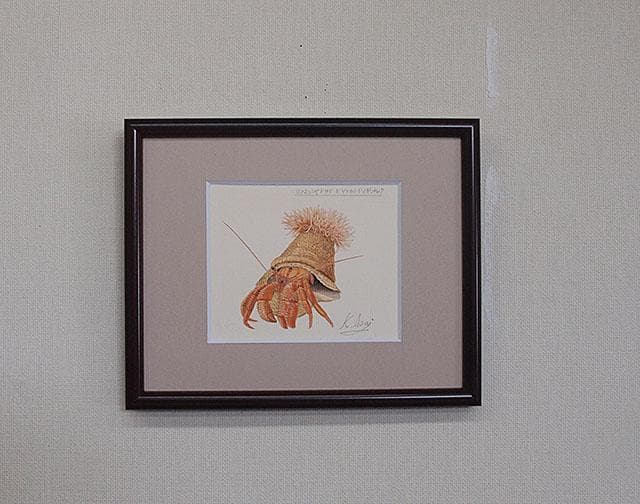 生物細密画（水彩）「ヨコスジヤドカリとヤドカリイソギンチャク」