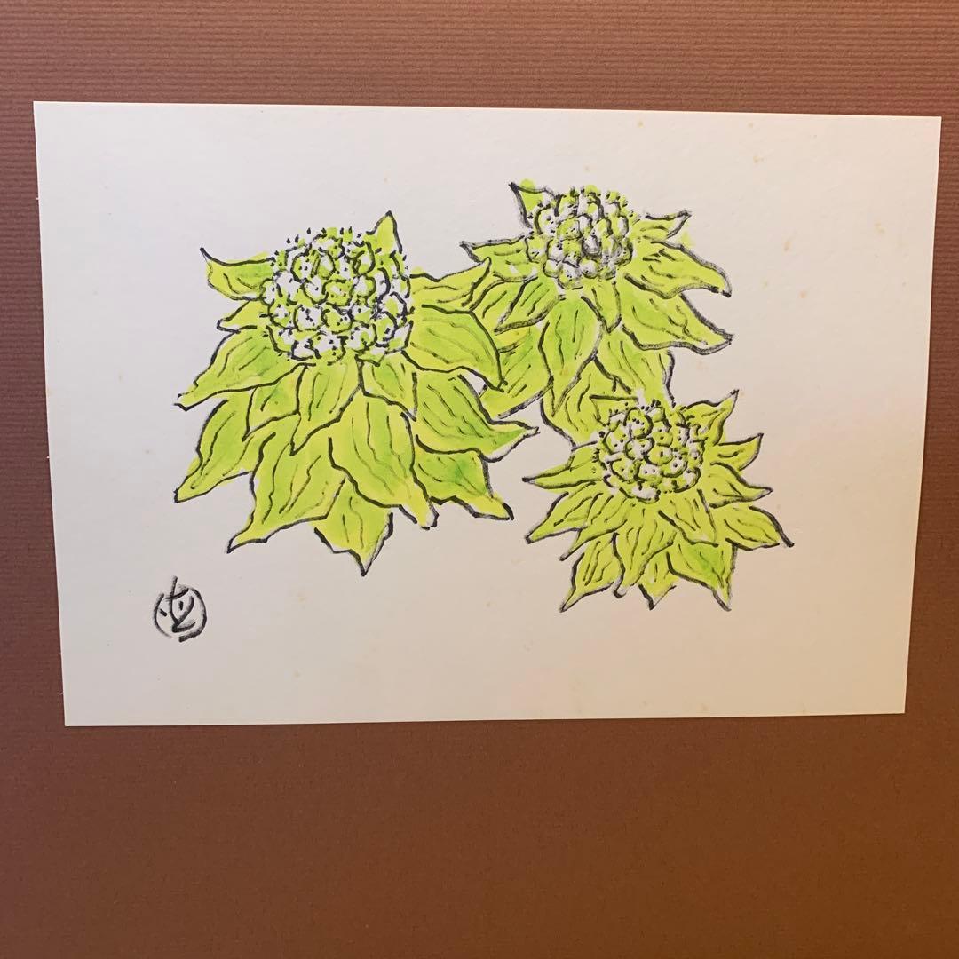 坂本直行　ふきのとう　水彩画　真作　六花亭　銘菓　貴重　北海道