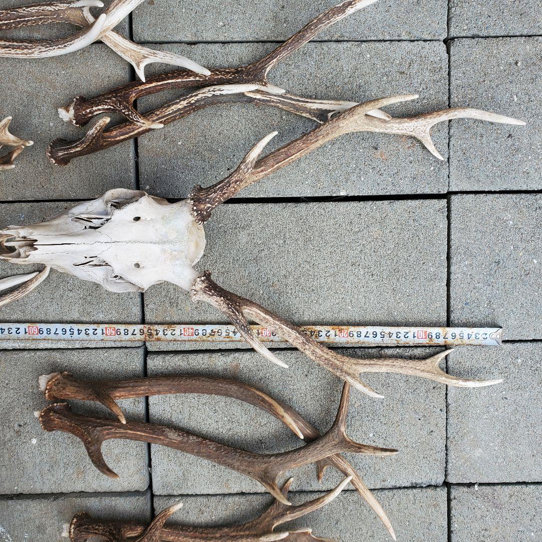 鹿の角　 インテリア　素材　工作