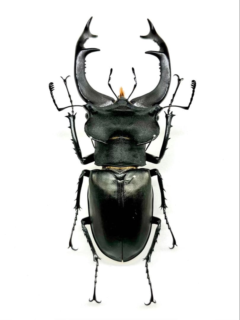 ユダイクスミヤマクワガタ♂野外標本 大型良型 ユダイクス