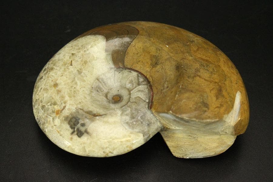白亜紀 貝 化石 二個 ポポロスカフィテス(ZE492)