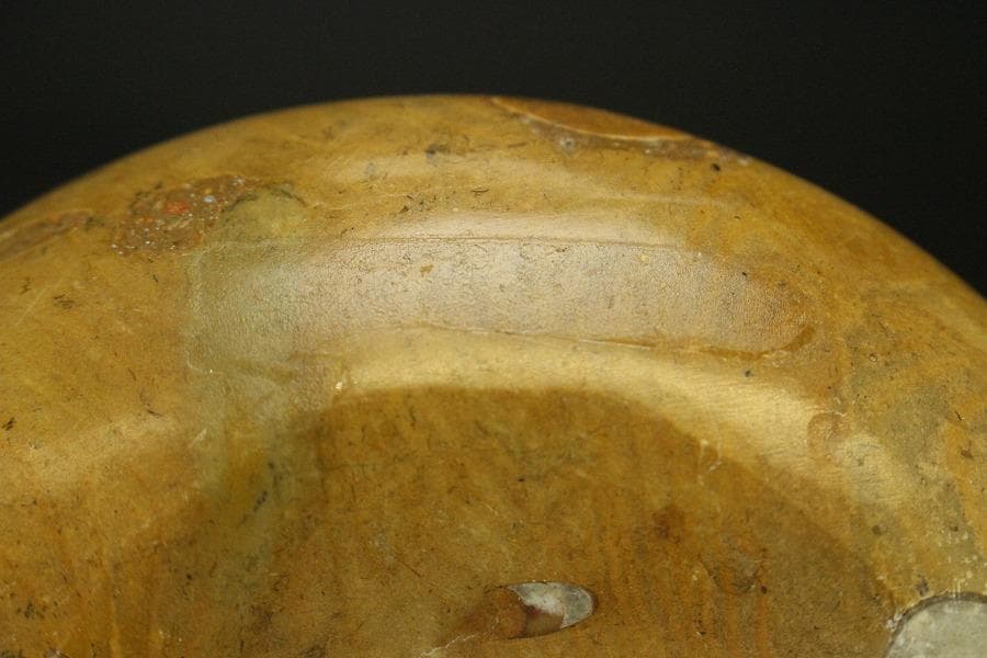 白亜紀 貝 化石 二個 ポポロスカフィテス(ZE492)