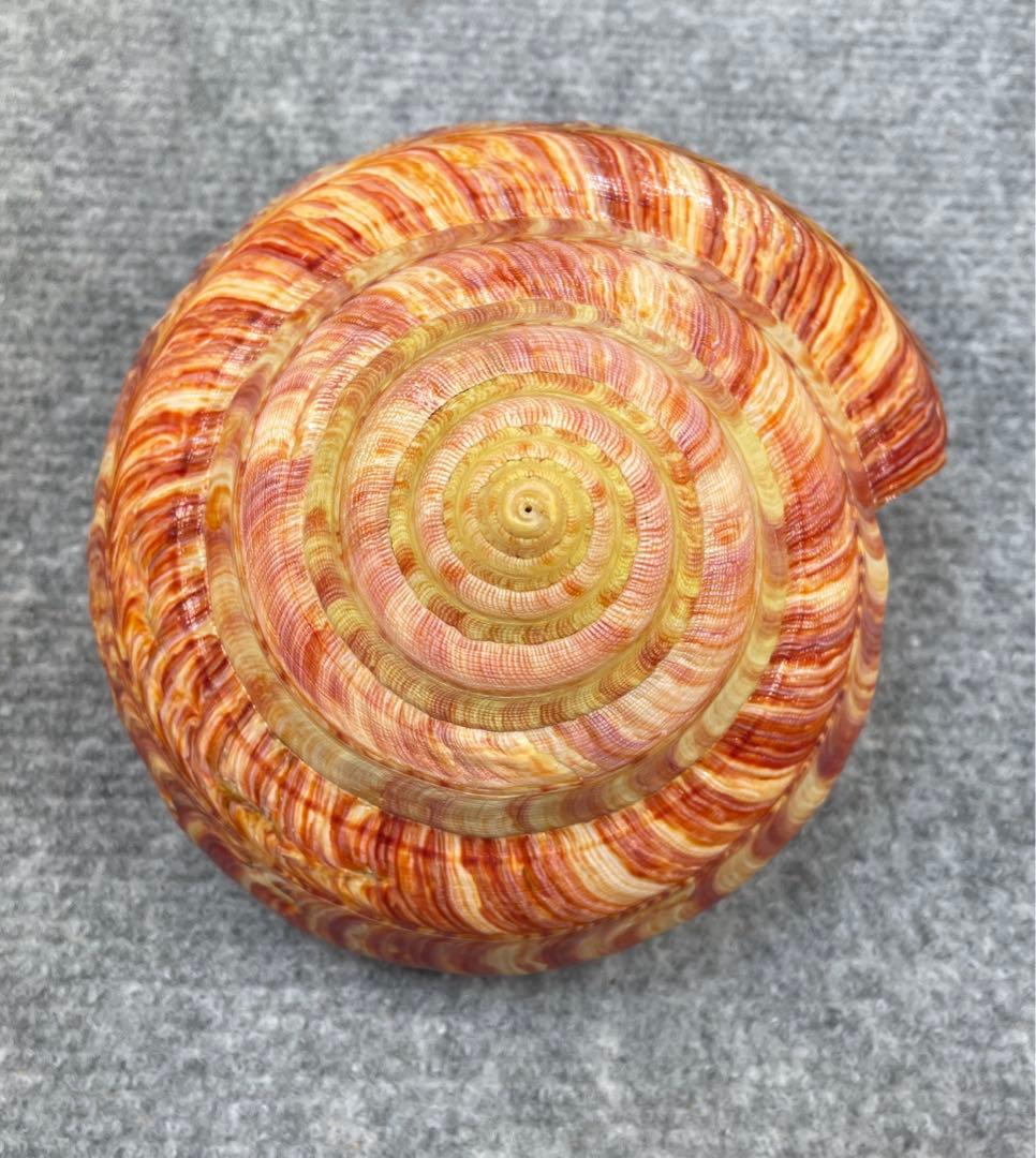 リュウグウオキナエビス　超偏平型　濃色　美品【期間限定値下げ】