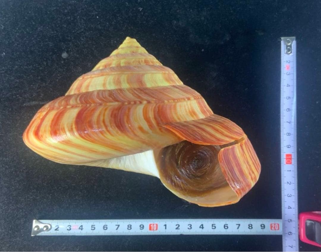 リュウグウオキナエビス　超偏平型　濃色　美品【期間限定値下げ】