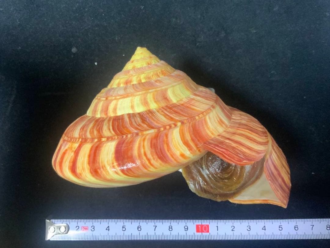 リュウグウオキナエビス　超偏平型　濃色　美品【期間限定値下げ】