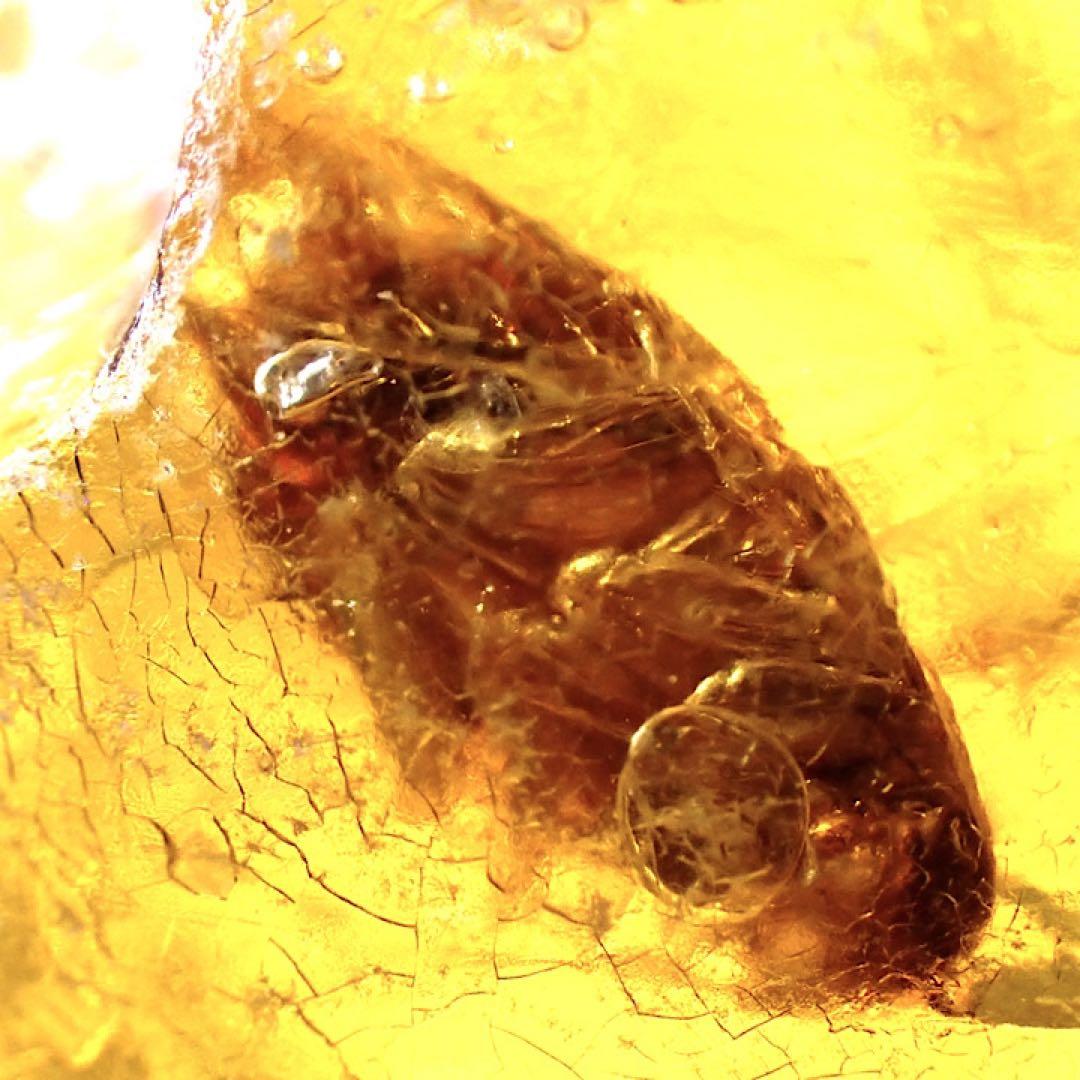 オーストラリア産】ゴキブリ入り！天然琥珀(アンバー)