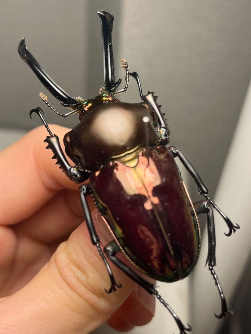 【標本】ニジイロクワガタ オウゴンオニクワガタ ピカール血統 レッドピカール 標本】ニジイロクワガタ オウゴンオニクワガタ ピカール血統 ブルー