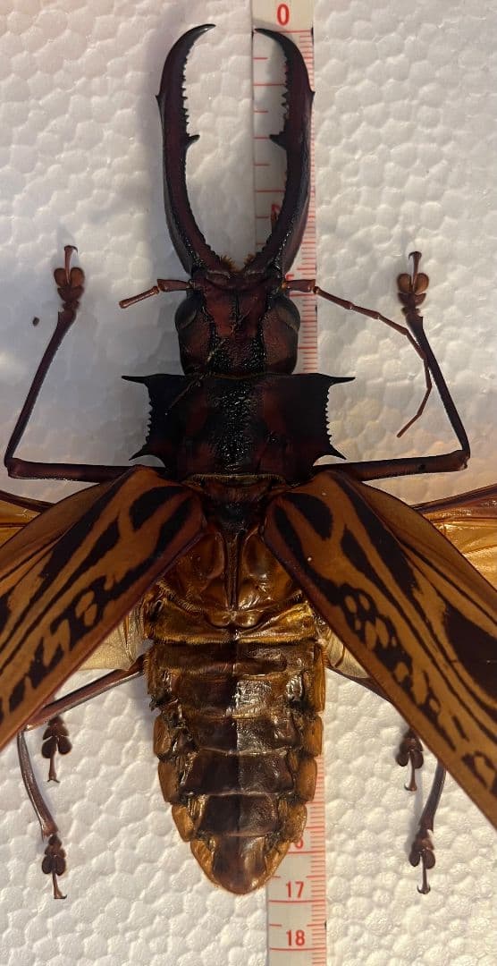 開翅163mm】オオキバウスバカミキリ 標本 Macrodontia