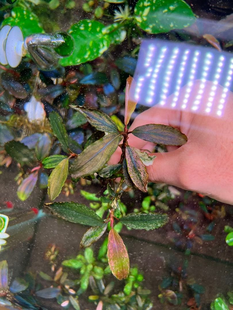 ブセファランドラsp. ピンクバリエガータい斑入り 水中葉 3 株 3大