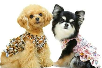 A XS4点セット+クッション サーカスサーカスCIRCUSCIRCUS