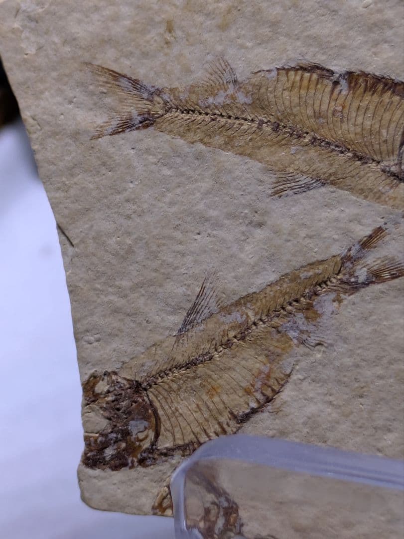 魚 化石 標本 群生標本 博物館