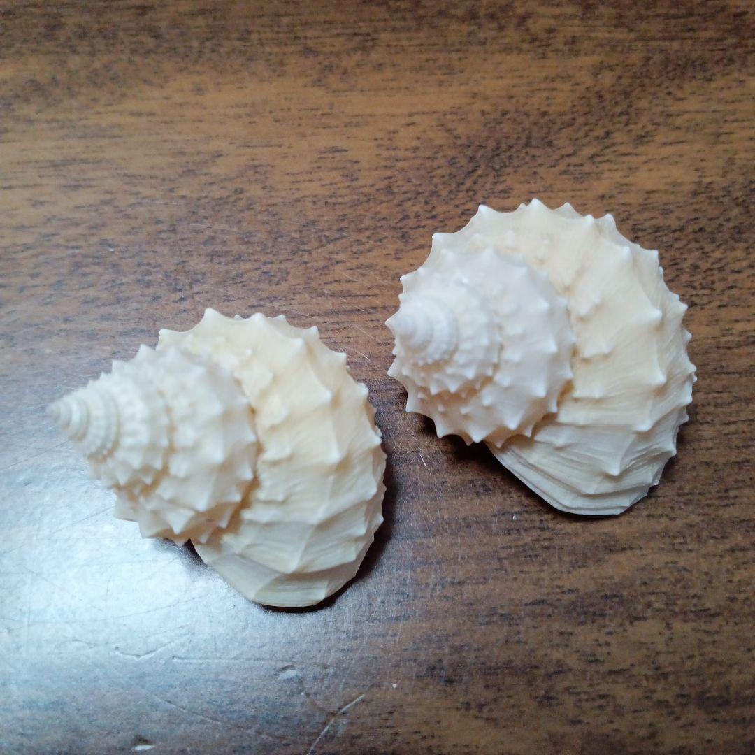 貝殻標本 イガギンエビス