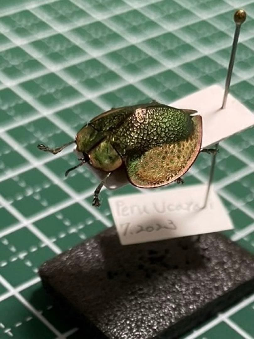 ブローチハムシ 標本 - メルカリ