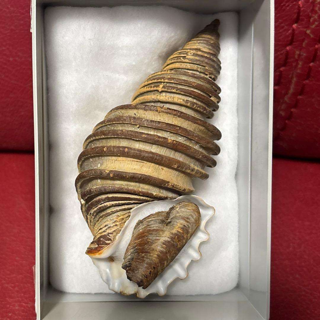 特大) 蓋付きワダチバイ オホーツク海産 貝殻