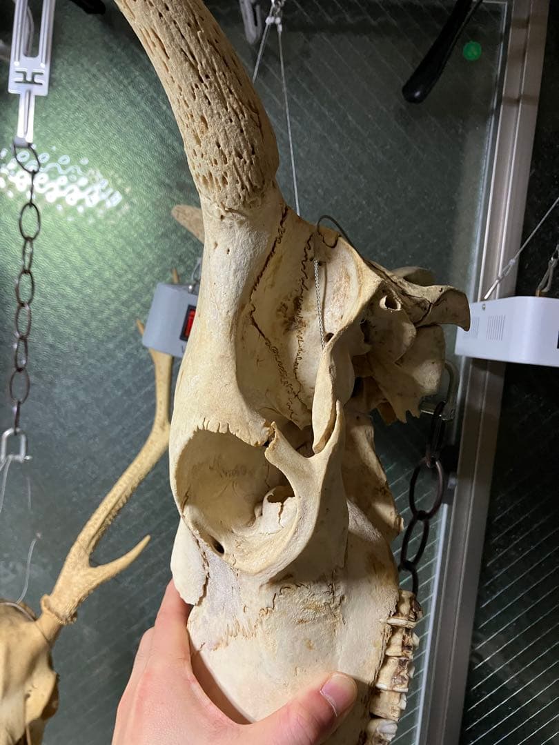 頭骨 頭蓋骨 ウシ 牛 種名 Bos taurus ※条約などには抵触しない種類