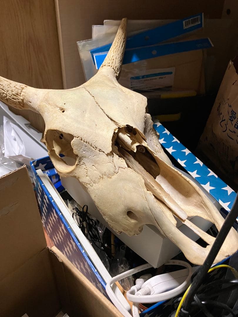 頭骨 頭蓋骨 ウシ 牛 種名 Bos taurus ※条約などには抵触しない種類