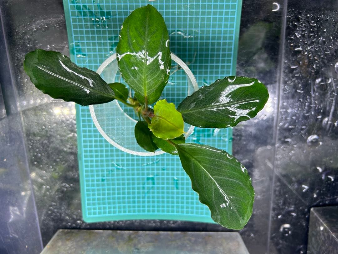 TB便】Bucephalandra sp.Pearl gray 水上育成大株