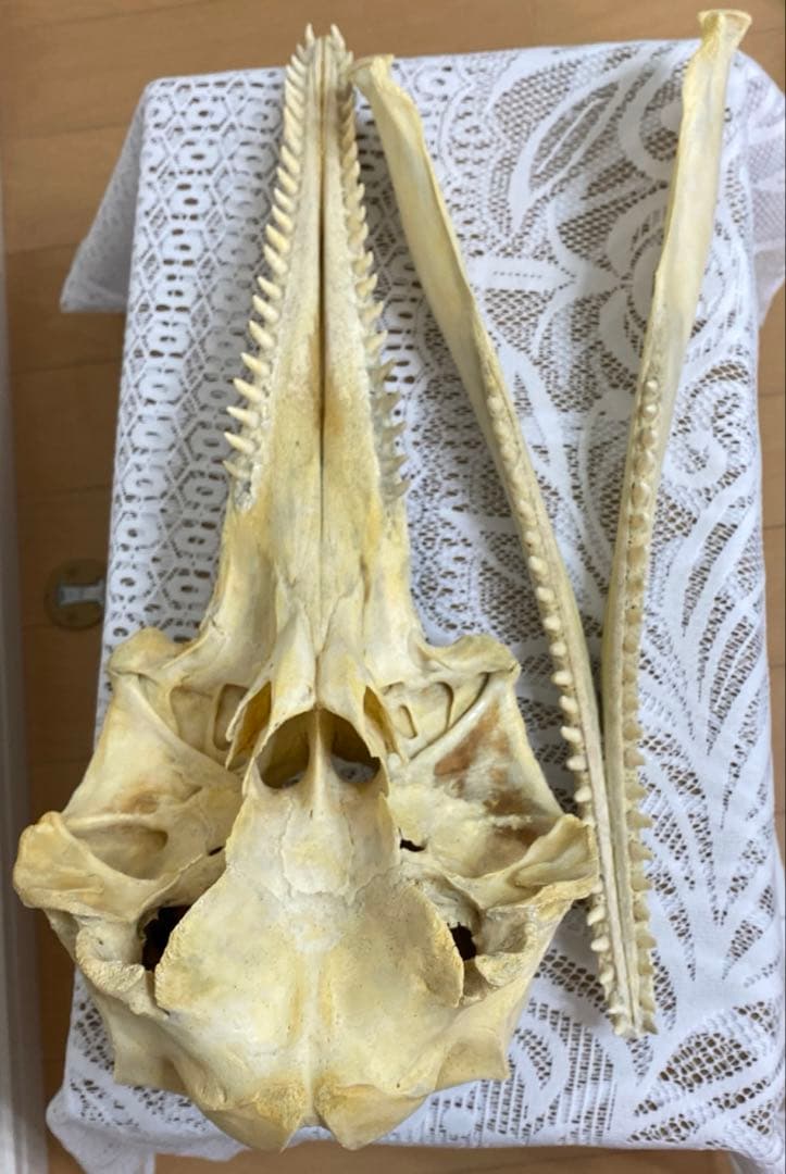 超希少種 シワハイルカ 頭骨 標本 海棲生物 いるか イルカ - メルカリ