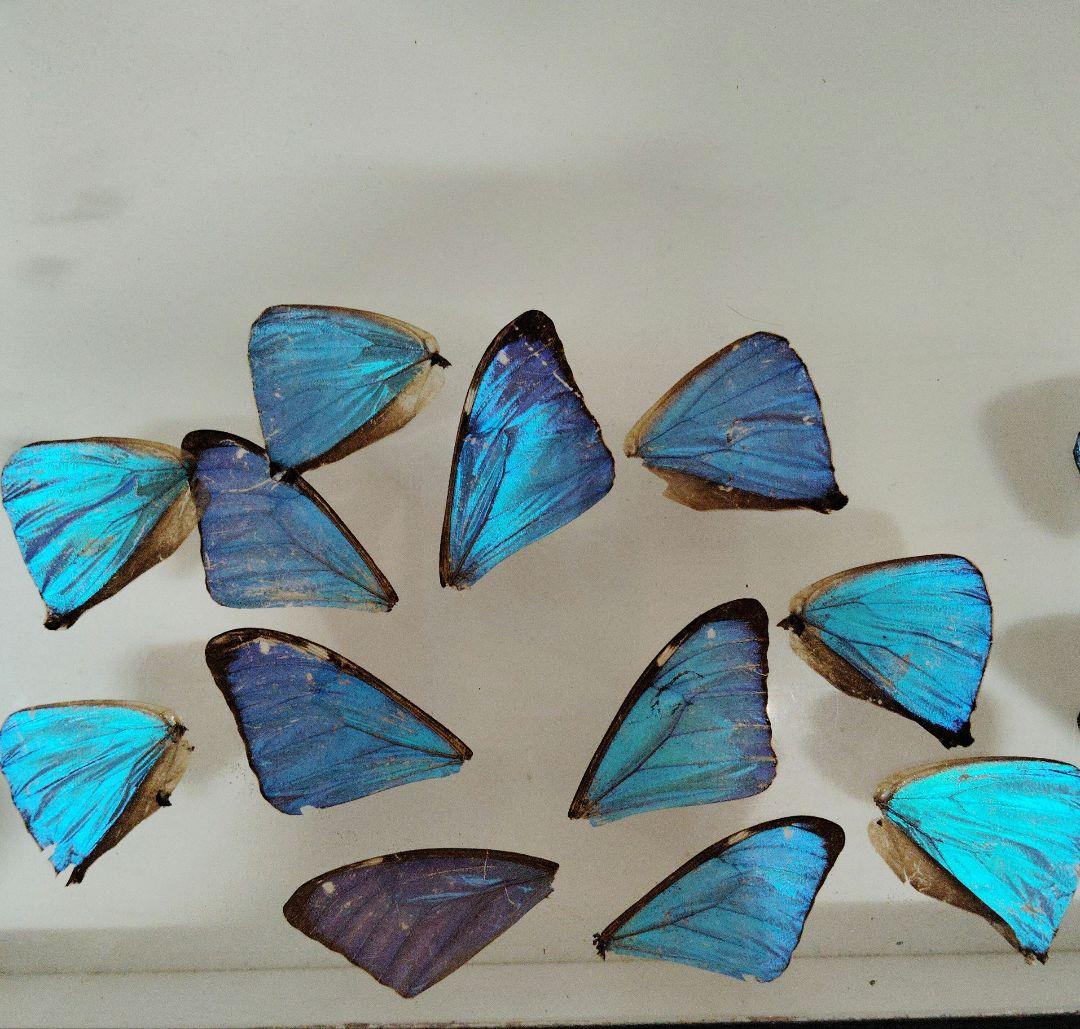 蝶の標本 モルフォの世界(特大) 生きる勇気をもらった…世界一美しい