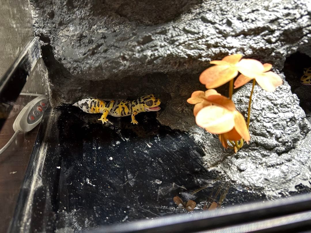 爬虫類ケージ 爬虫類フルレイアウトケージ パンテオン4535 パンテオン