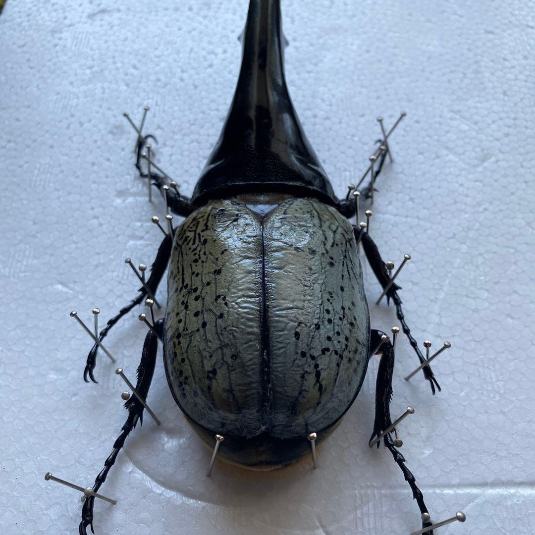 Mondoo様専用 昆虫標本 ヘラクレスオオカブト ヘラクレスヘラクレス