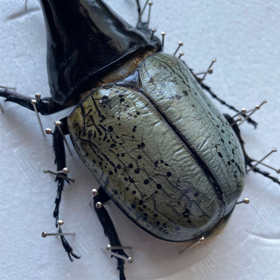 Mondoo様専用 昆虫標本 ヘラクレスオオカブト ヘラクレスヘラクレス