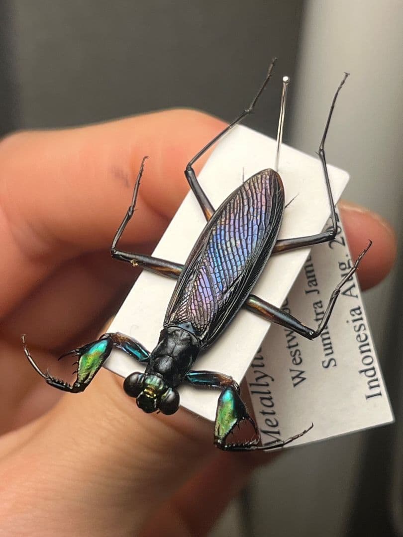 【標本】ケンランカマキリ スパイダーマンティスレッドローチショウジョウバエ ペア】オーストラリアンジャイアントレインフォレストマンティス 全長