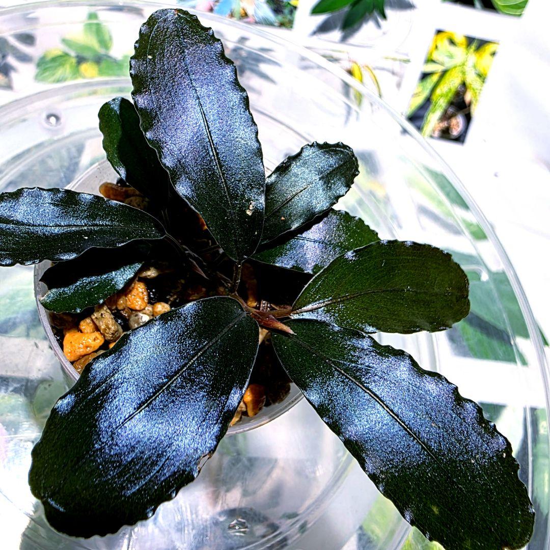 ブセファランドラ sp. 