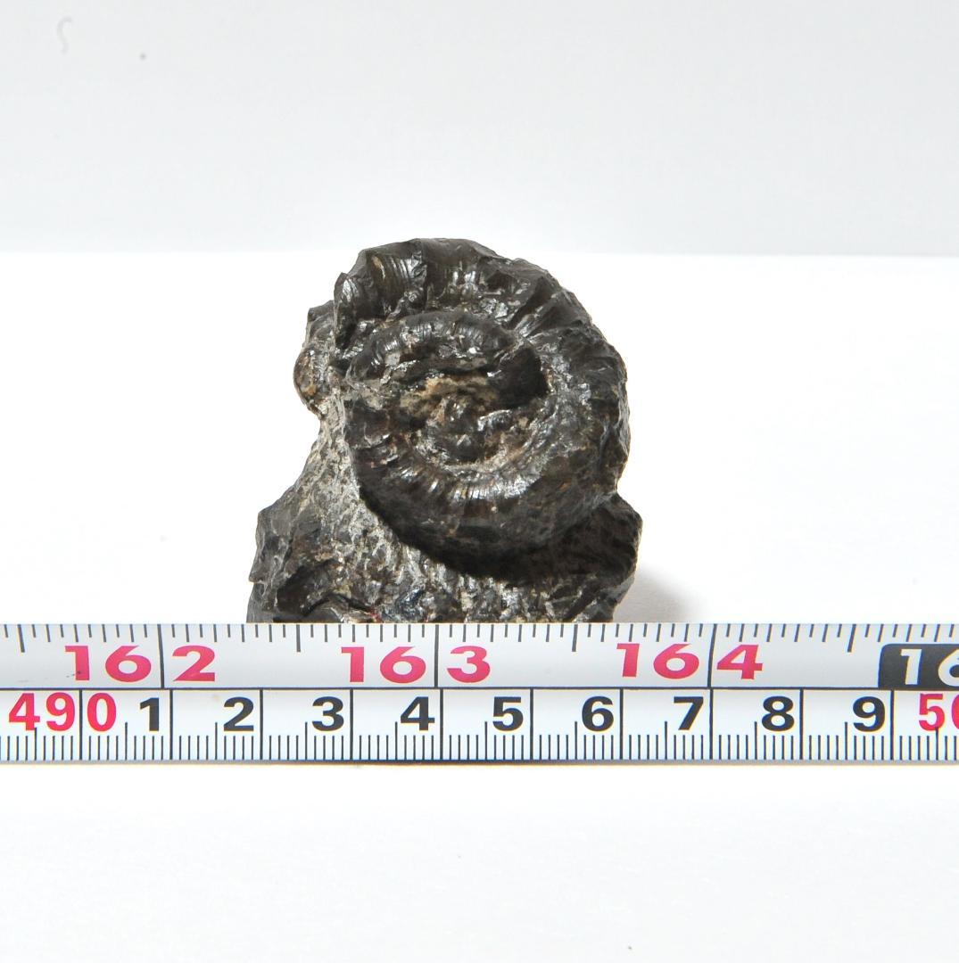 kimio様専用 化石ユウボストリセラスとムラモトセラス