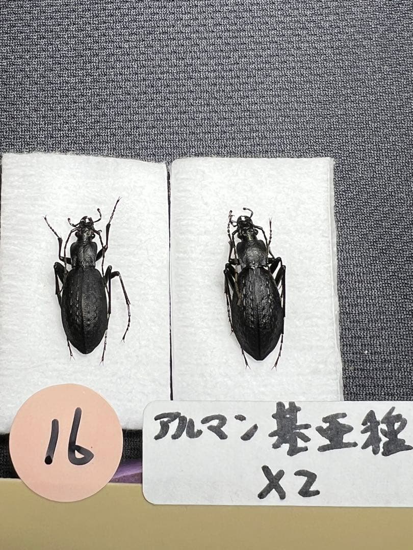 88mm♀】ヨロイコロギス Bradyporus リオック 直翅類 標本 2025年最新