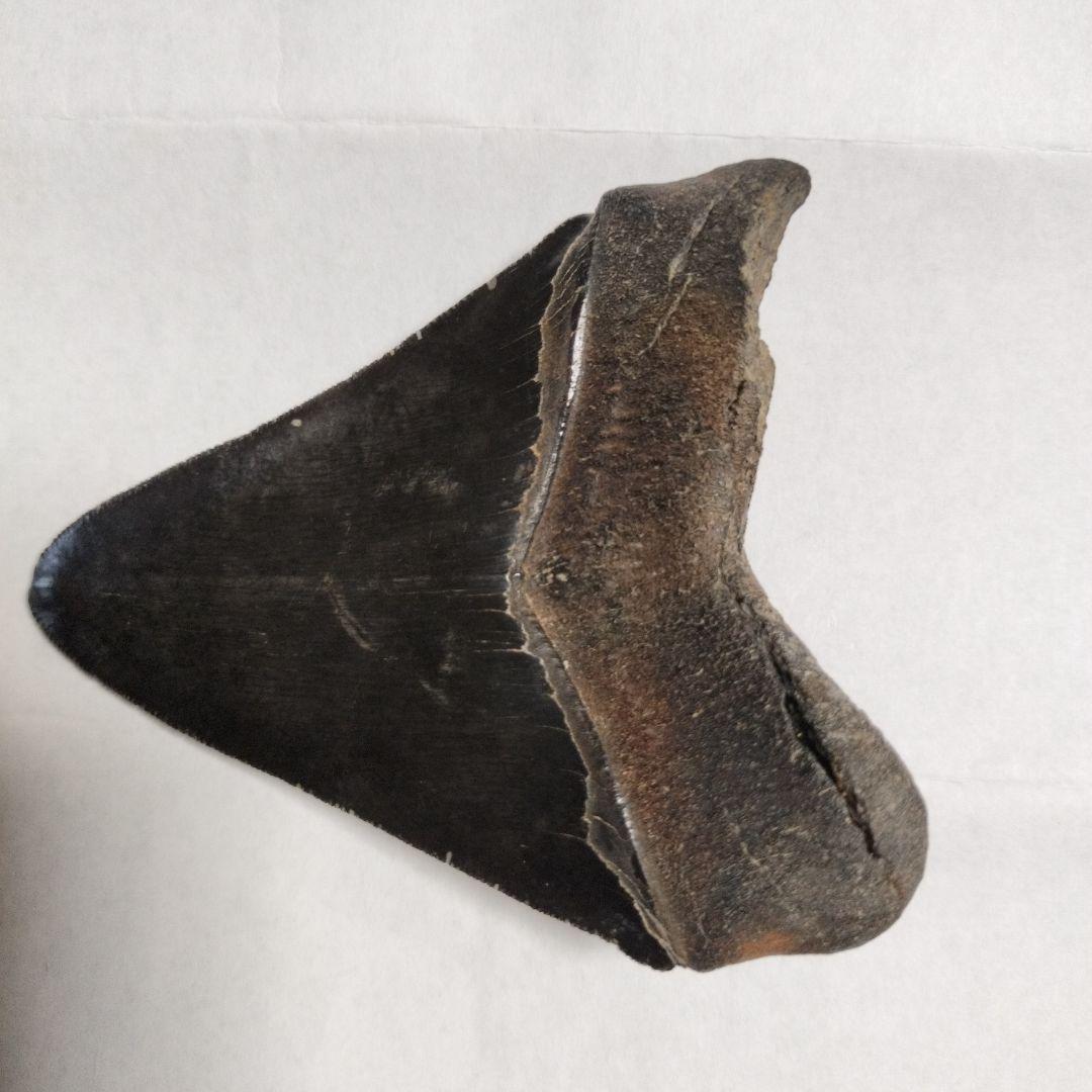 メガドロン化石歯標本鉱物