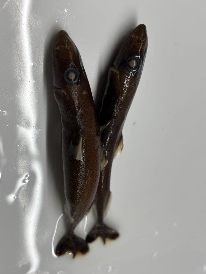 ツラナガコビトザメ2匹液浸標本 超希少・深海標本】 世界最小のサメ ツラナガコビトザメ液浸標本(2