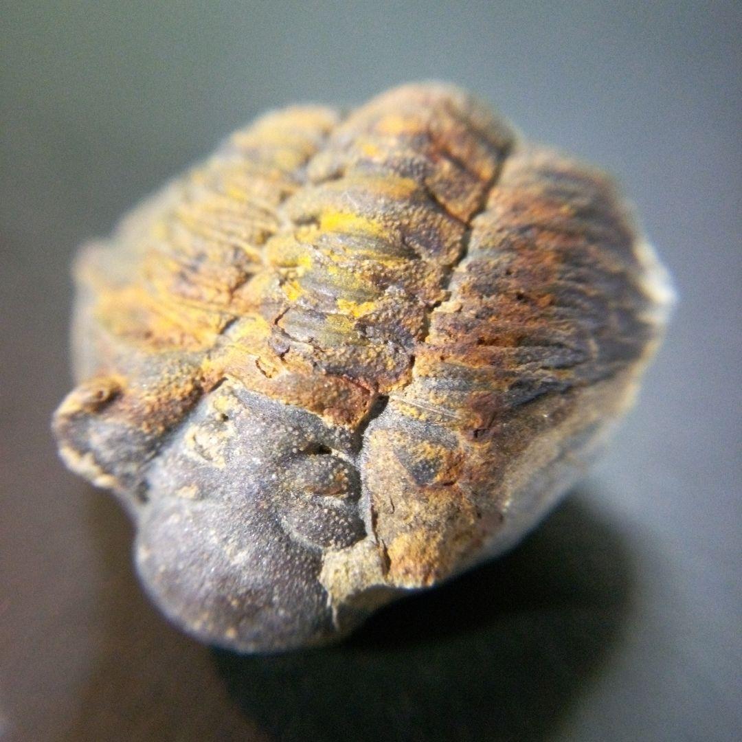 三葉虫化石fossilボリビア産trilobiteノジュール判別⑨