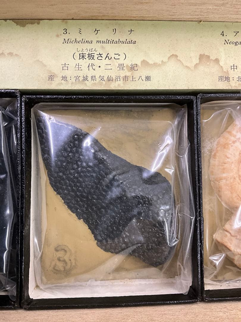 示準化石模型 5種セット 三葉虫 羊歯植物 床板さんご アンモナイトサメの