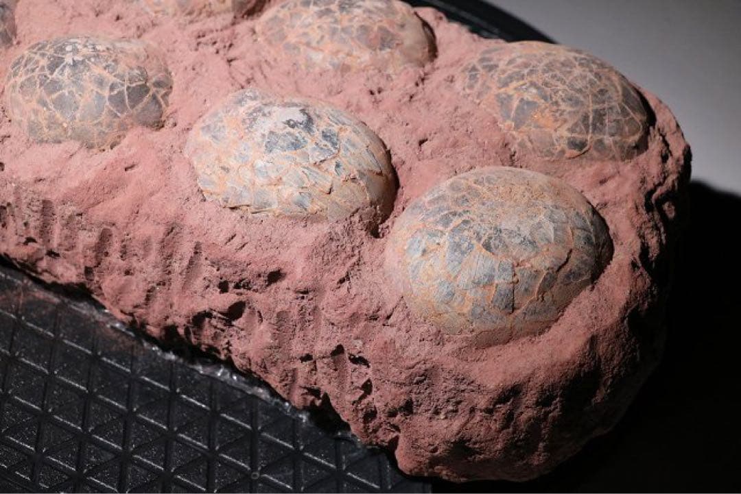 赤字☆【入手困難】 博物館クラス 恐竜の卵 化石 ハドロサウルスの卵の巣 8