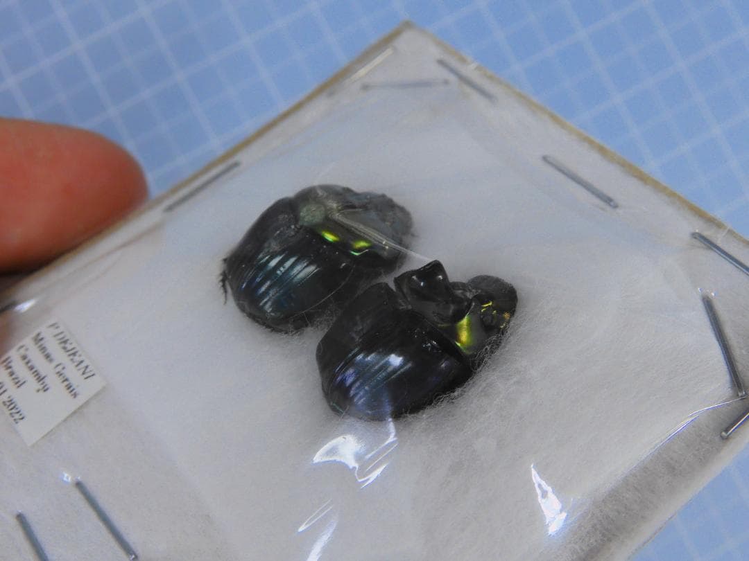 Brazil Phanaeus dejeani 16mm 17mm 標本 Brazil Phanaeus dejeani